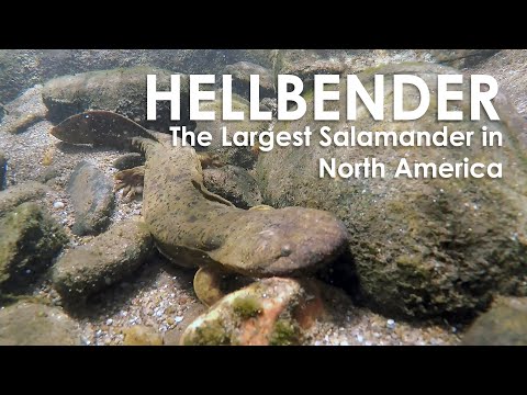 In search of the Eastern Hellbender Salamander