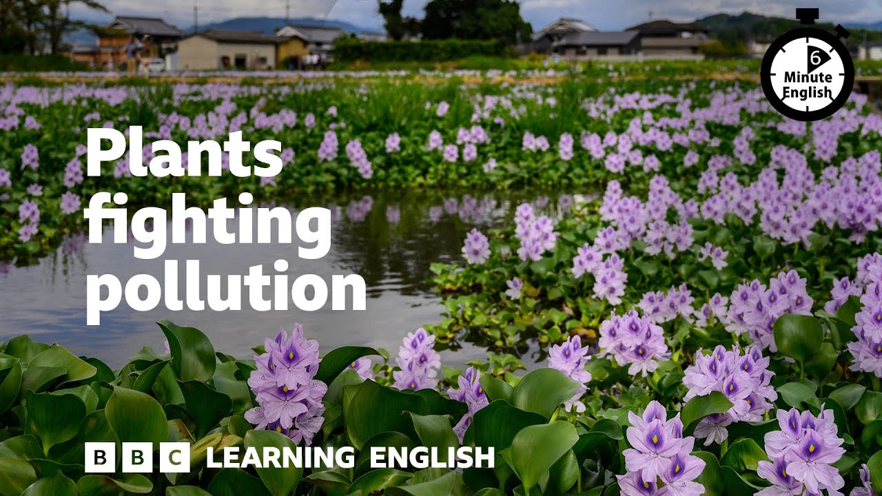 Plants fighting pollution ⏲️ 6 Minute English