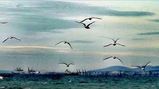 Sunset Rubdown - Shut Up I Am Dreaming Of Places Where Lovers Have Wings