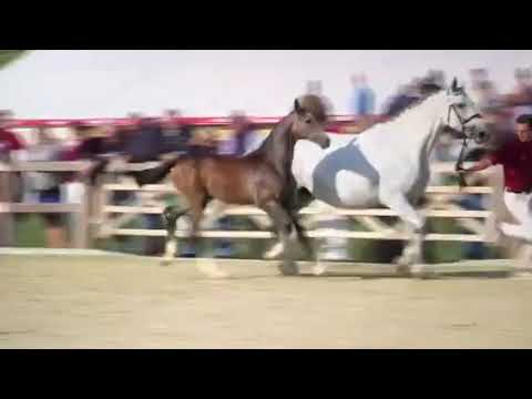 Cascadello x Cassini I x Contender