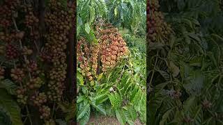 Download lagu Klon Hikmah | Bahan BO tetap aktif dan bahan lanjutan masih subur walau saat berbuah full mp3