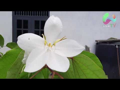 White Koboleela Flower | Srilanka | Baubinia Acuminate | සුදු කොබෝලීල මල