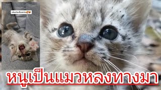 หนูเป็นแมวหลงทางมาครับ ตอนแรกกำพร้าสักพักกำแหง