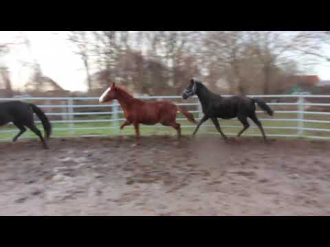 Sezuan´s Colorful (Fuchs) + Diamond Lovely Boy (vorne) + Little Totilas FOR SALE – Duir Ask Ichschi