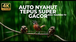 Download lagu Live Tepus Kepala Abu Abu Gacor Kasar Panjang Cocok Untuk Pancingan Tepus Malas Bunyi mp3