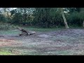 Kilimanjaro Safaris 20241227 20250107 WDW 07 Flamingo