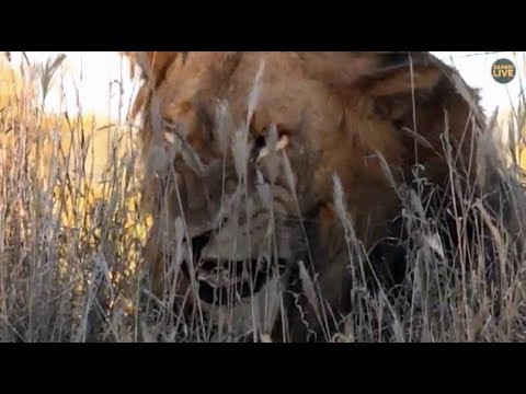 Pt 1 Safari Live's Sunset Safari Drive at 3:00 PM on May 07, 2018 ( Avoca Male )
