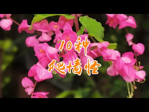 种棵&ldquo;爬墙怪&rdquo;，邻居天天来拍照！这10种花美到犯规