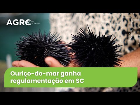 Agro Saúde e Cooperação - Ouriço do Mar
