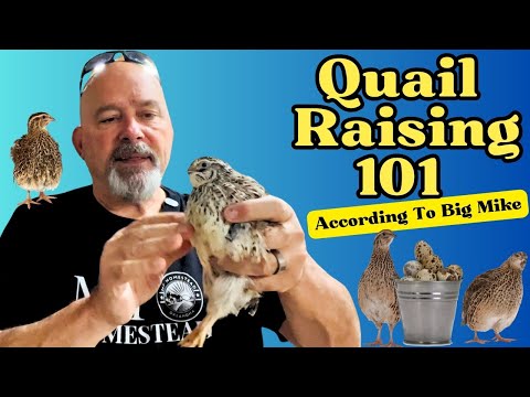 Quail Raising 101: According To Big Mike