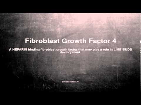 Medical vocabulary: What does Fibroblast Growth Factor 4 mean