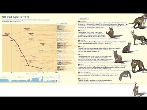 Evolution of Cats (1 minute clip)