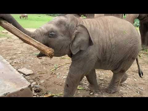 Curious Baby Elephant Wan Mei And The Small Log - ElephantNews