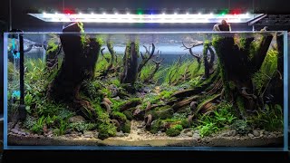 #300 Membuat Aquascape Indonesian style "forest with big trees"