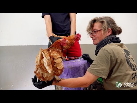 "Kalkbeine": Erste HIlfe für acht alte Hühner