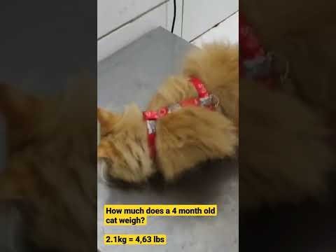 How much does a 4 month old cat weigh?   2.1 kg = 4,63 lbs