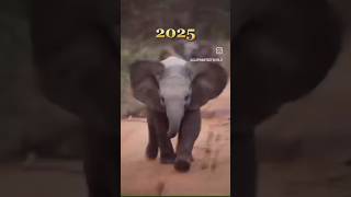 Nanga Punga Dost 😂 #song #entertainment #elephant #photography #comedy #funny