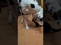 Little Kitten Playfully Attacks Great Dane's Legs