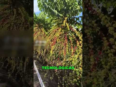 Quanto Café Produz a Maior Fazenda do Brasil? 🇧🇷☕