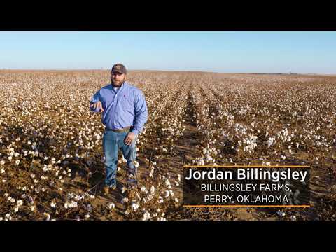 YouTube video about Discover the Process of Growing Conventional Cotton