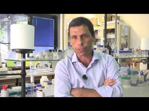 Microbee(r) - Intervista a Quirico Migheli   Patologo delle Piante Dip  Agraria UNISS