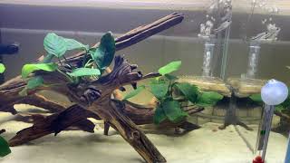 [閒聊] 精靈鼠衝浪