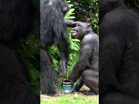 Chimpanzee Interaction: Eric And Alice