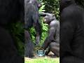 Chimpanzee Interaction Eric And Alice