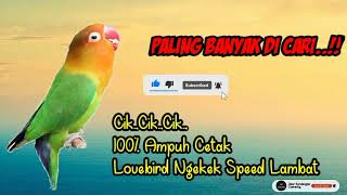 Download lagu Masteran Lovebird Speed Lambat.. Terbaik Untuk Cetak Lovebird Durasi Panjang mp3 Download lagu Masteran Lovebird Speed Lambat.. Terbaik Untuk Cetak Lovebird Durasi Panjang mp3