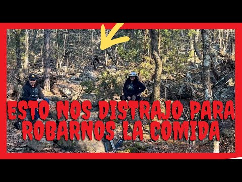 CRÍA DE BIGFOOT NOS QUERI ROBAR LA COMIDA 