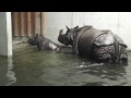 Video von Zoologischer Garten Basel