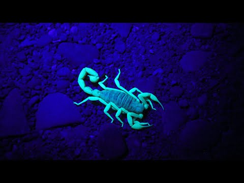 Scorpions Uncovered: The Ultimate Guide to Nature’s Stealthy Predators!