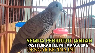 Download lagu Perkutut Betina memanggil jantan Suara bersahutan perkutut lokal gacor , Ampuh untuk PANCINGAN mp3