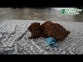 Bichpoo dogs for sale: Ruby - Video 1