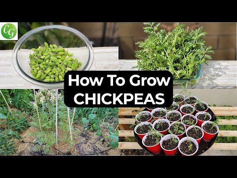 Growing Chickpeas/ Garbanzo Beans - Roasted chickpeas from fresh ones right from your garden
