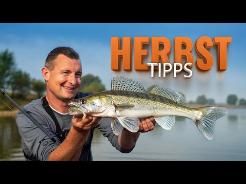 Tipps für Tocks - So fängst Du jetzt Zander im Stillwasser