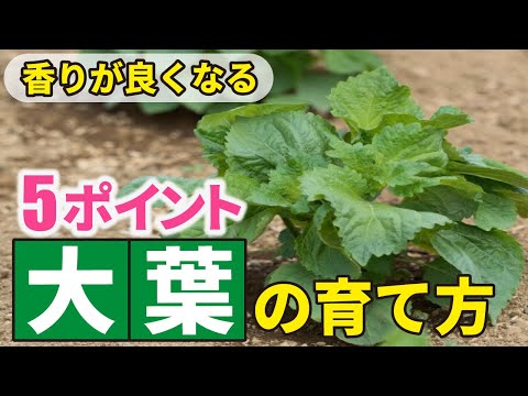 ティリア・プラティフィロス