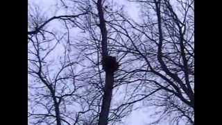 Tommy James And The Shondells "Sweet Cherry Wine"