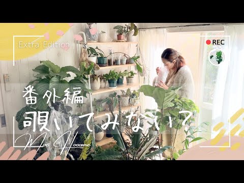 小花モウズイカ 植物