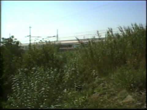 E444   Tartarughe in romagna - 16