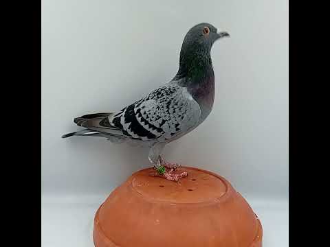 🌍BKHodowla, PL-0211-2023-8838, 100% Pieter Veenstra, na sprzedaż tel. 692508722