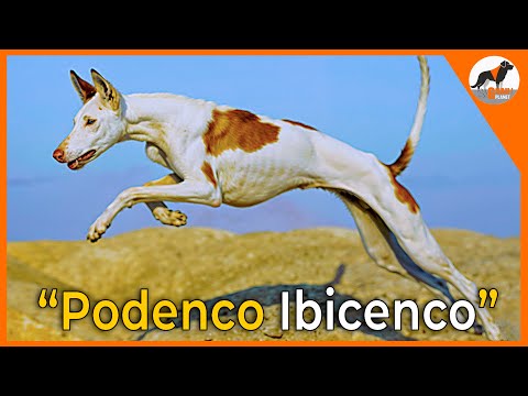 "The Ibizan Hound: Elegance and Living Heritage 🌟🐾" #podenco #podencoibicenco #dogs