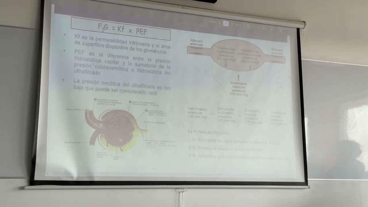 Fisio ( seman 13 - parte 2) teoria