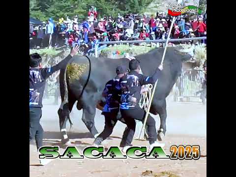 La fiesta de San Isidro SACACA 2026 T4, "Granizo-Zambo". #almaproduccionesbolivia #shortsviral