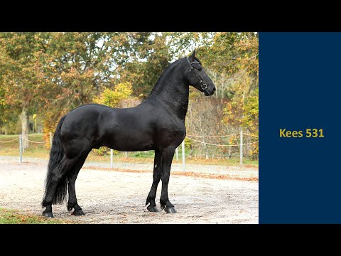 Kees 531
