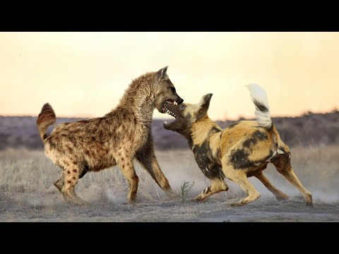 image-What is the difference between a hyena and a wild dog?