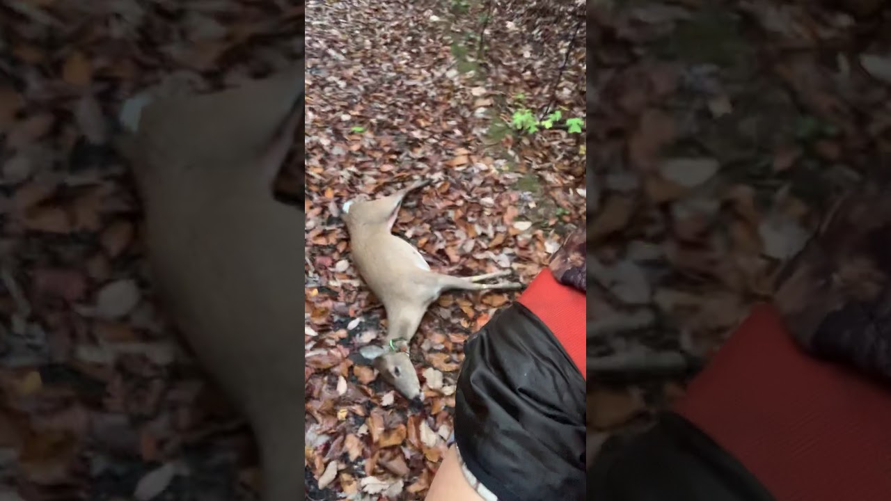 SADDLE DOE DOWN // Saddle hunting on Quantico Marine Corps Base 🇺🇸