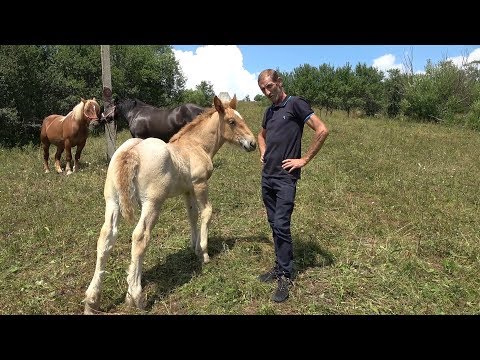 Iepele (caii) domnului Nicusor de la Abrud, Alba - 2019 Nou!!!
