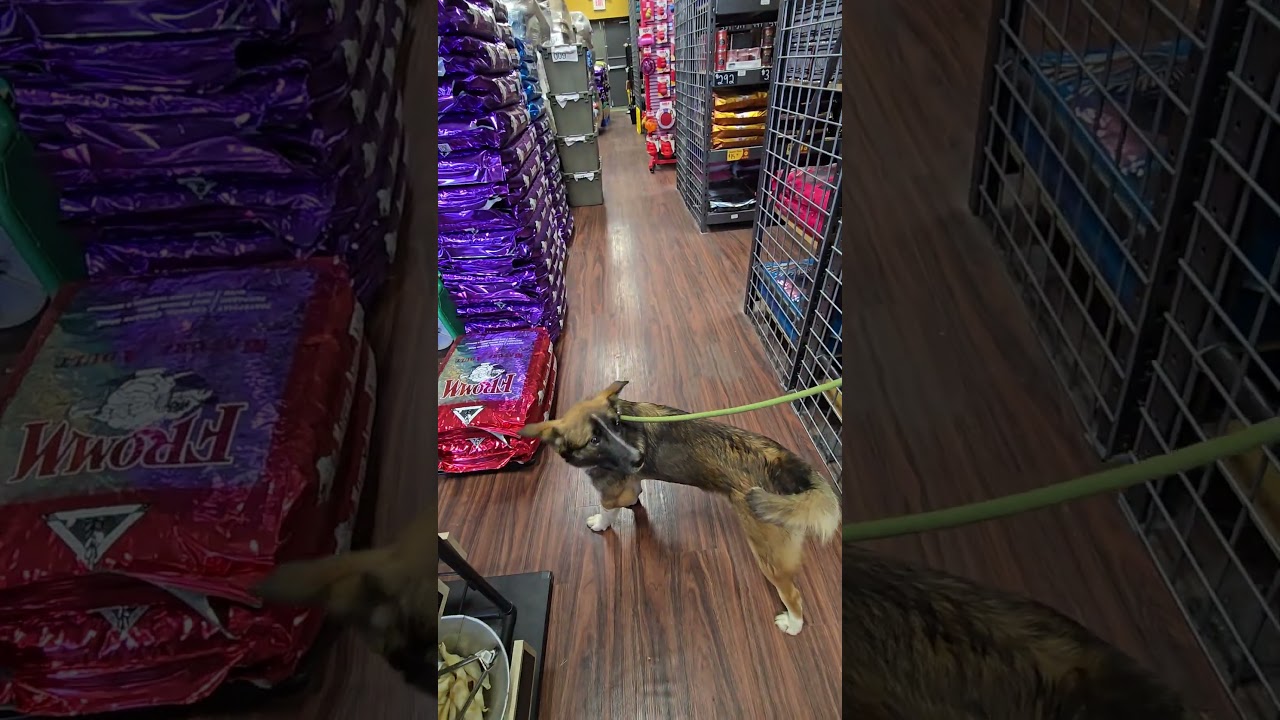 Enlarge Alana, a Adoptable mixed breed in Rossville, TN video 5/5
