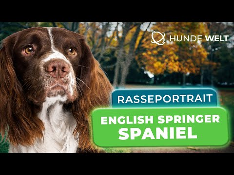 English Springer Spaniel - Breed Profile | Appearance, Temperament & Origin